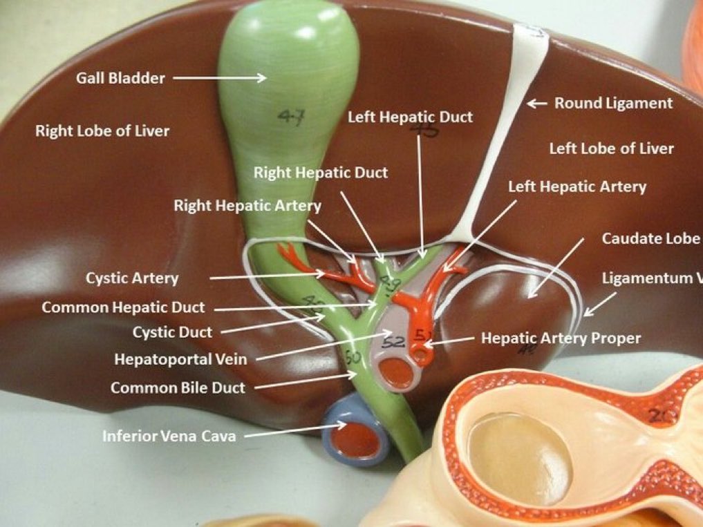 📌 Incredible Liver Anatomy #MedEd #Liver