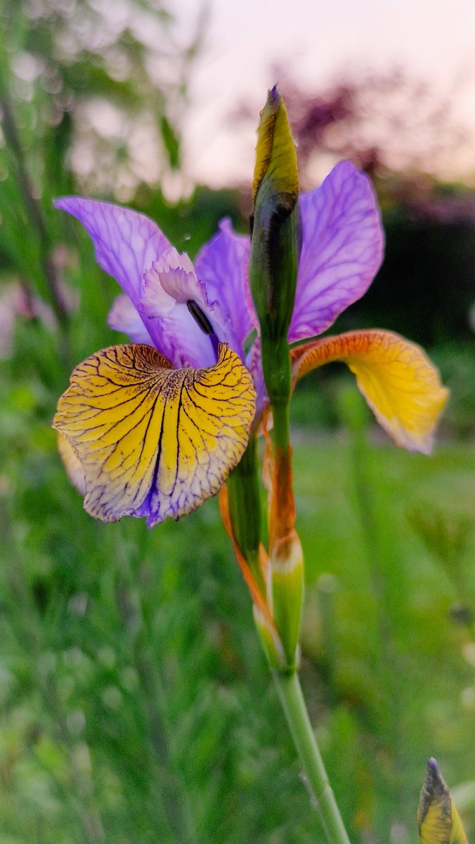 A new 'face' in the garden 😃 Iris Sibirica So Van Gogh 💛 #flowers #gardening