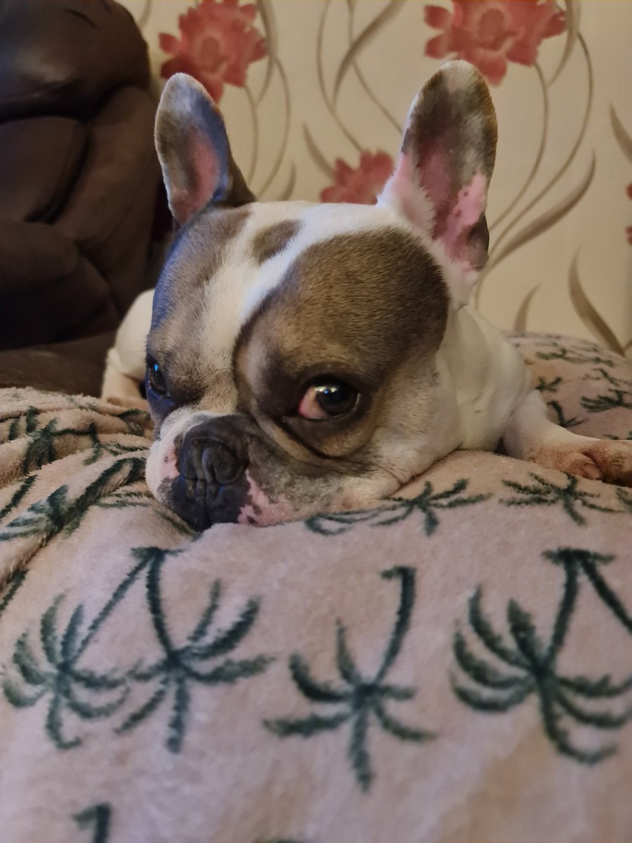 TweetsFromViv's tweet photo. Sure he is trying to kill me.  Stubbed my toe on him yesterday as he ran under my feet (he didn't even flinch), &amp; today my toe is swollen, purple &amp; resembles one of King Charles' sausage fingers.  If I'm ever found at the bottom of a flight of stairs, #BruceDidIt

#FrenchBulldog https://t.co/2YmQhjvnpX