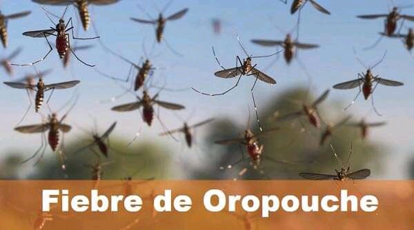 🗣La OPS/OMS convocan a implementar las acciones para el diagnóstico del virus Oropouche y reforzar las medidas de vigilancia entomológica, control vectorial y de protección personal de la población a mayor riesgo. ℹ️ acortar.link/Clboa7
