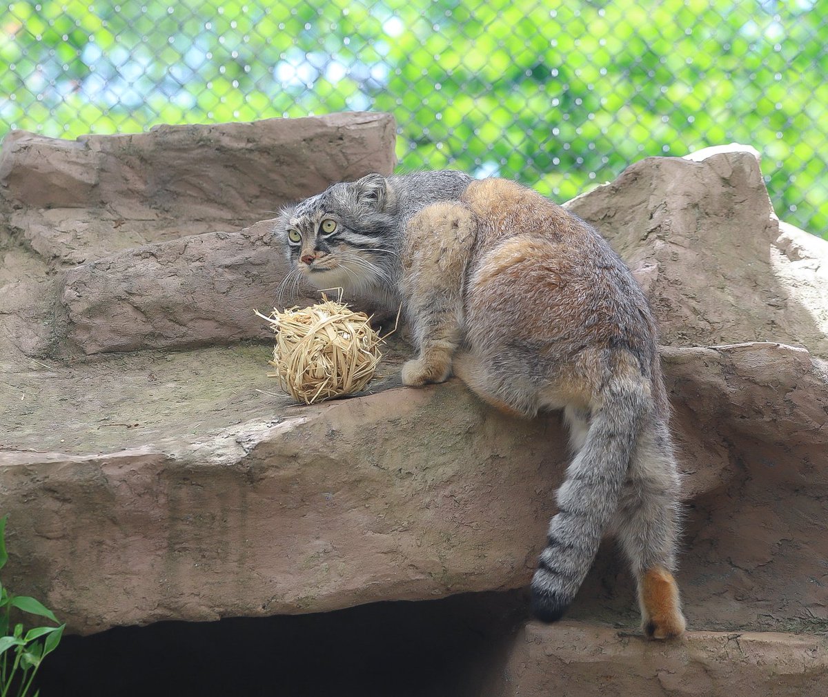 マヌルネコのロータスでGood morning🏞 #マヌルネコ #ロータス #SCZ #埼玉県こども動物自然公園