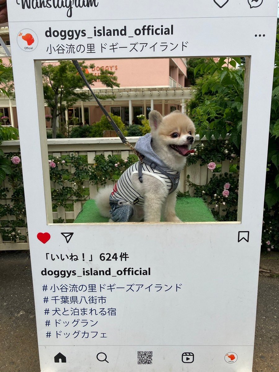 N19861028's tweet photo. たぬきち君とドギーズアイランドに宿泊しました👏
新しい帽子も買って
楽しそうです♪

#ドギーズアイランド
#ポメラニアン
#旅行 https://t.co/0zBRy6NJDn