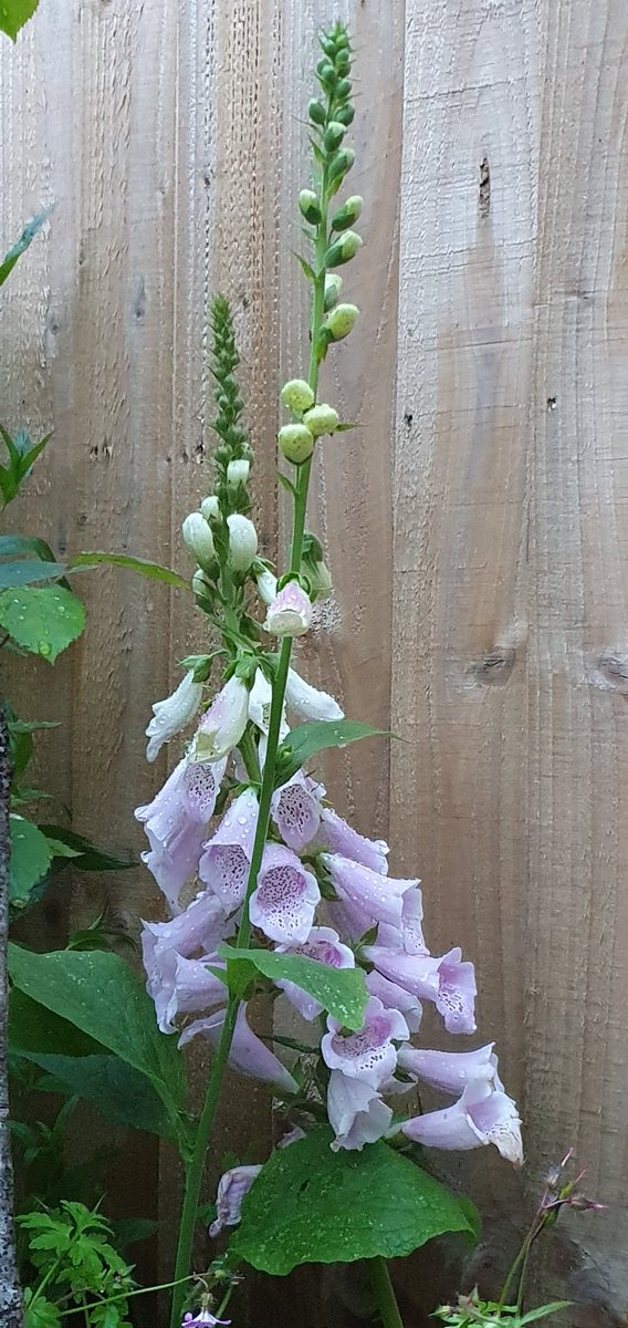 Foxgloves opening up and looking  lovely 😍