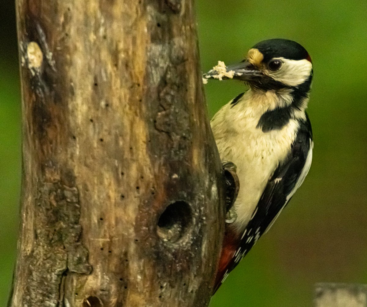 @teesbirds1 @WhitbyNats @Natures_Voice @colorfulbirds70 @WildlifeMag @BBCSpringwatch @RSPBSaltholme Great spotted woodpecker from lockwood.