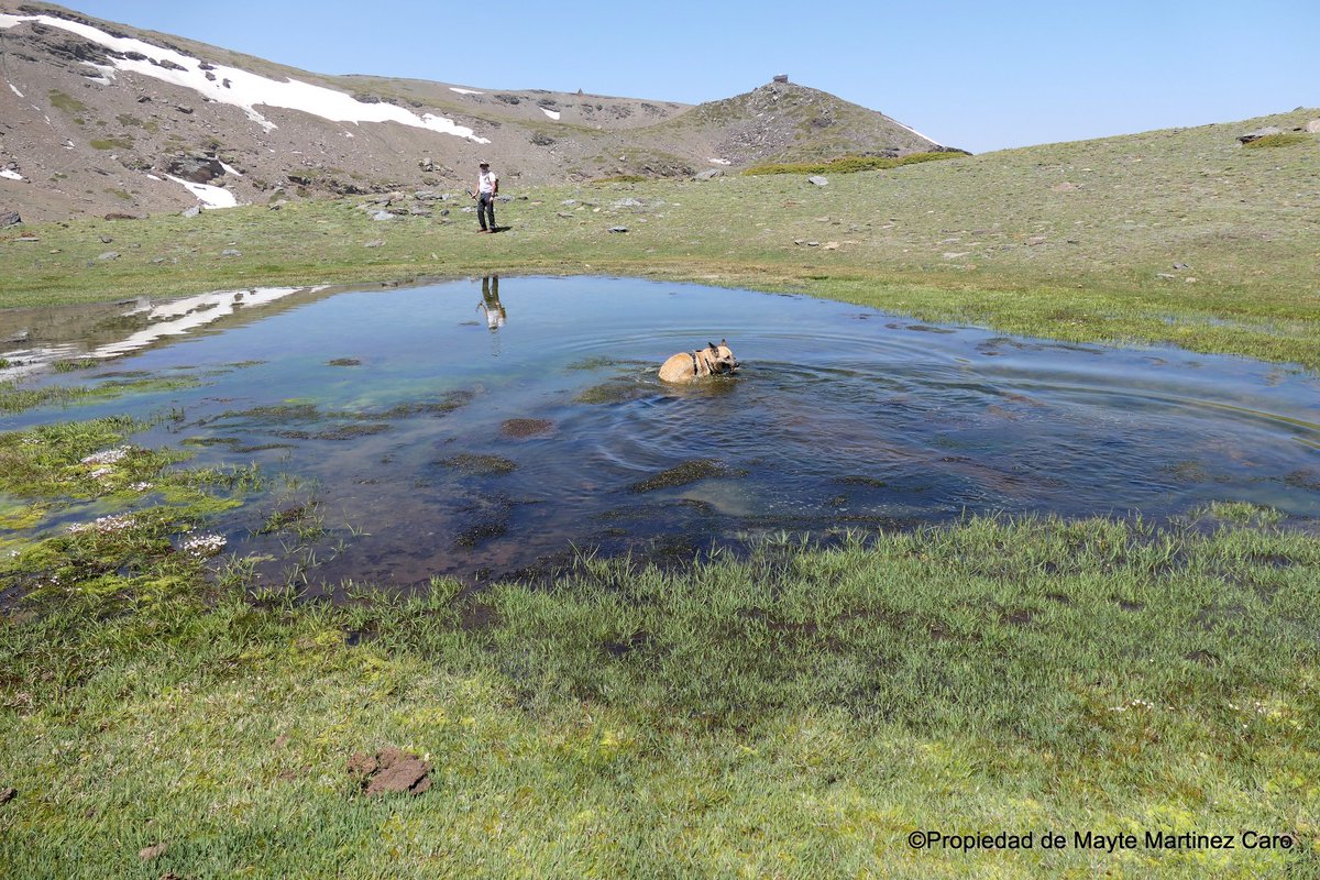 .No sé yo si un perro, grandote, esté bañándose en la laguna del #BarrancodeSanJuan, #SierraNevada #PatrimonioMundial #ReservadelaBiosfera  destruyendo toda la #biodiversidad, es lo más adecuado @policiandalucia @policia @MedioAmbAND @LagunasSNevada @mas_cemento @websierranevada