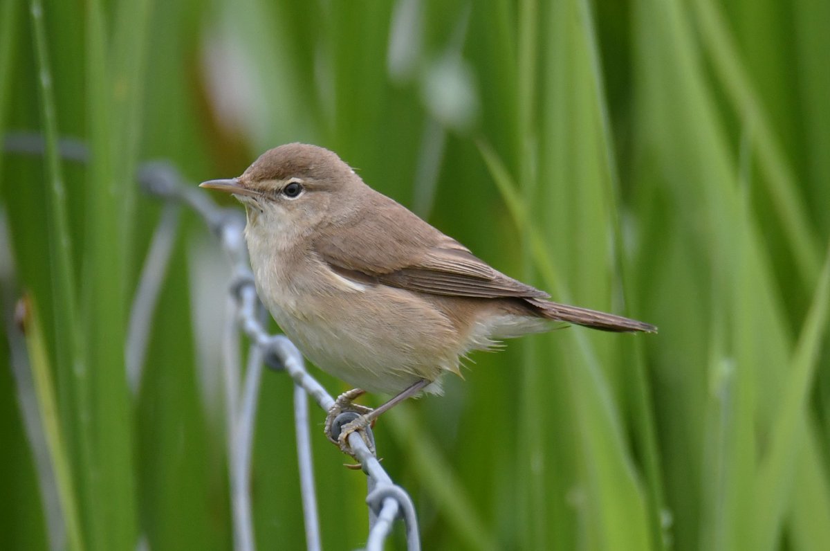#Northantsbirds A distance Cuckoo and a showy Reed Warbler at Summer Leys this morning