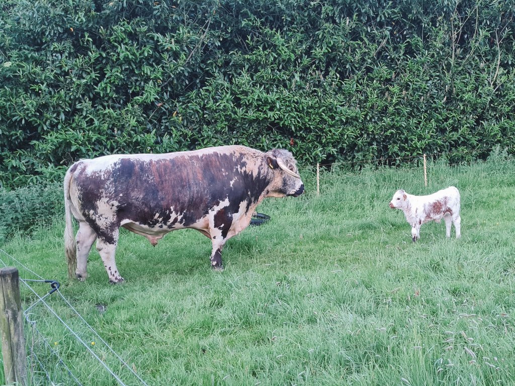 Just now at 9.15pm six y/o Tetford Zack with his group of cows & calves came up alongside our garden fence. Perfect timing before the light goes! Love the calf approaching its dad.
#tetfordlonghorns #pedigree #Longhorns #easycalving #nativebreed