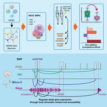 Multiple genes in a single GWAS risk locus synergistically mediate aberrant synaptic development and function in human neurons
hubs.li/Q02v7f5C0
Up-and-coming genomics research from @CellGenomics #neurogenomics