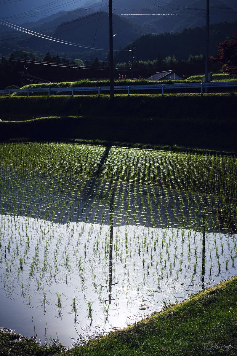 水田
#pentax #一眼レフ #写真好きな人と繋がりたい  #ファインダー越しの私の世界 #水田