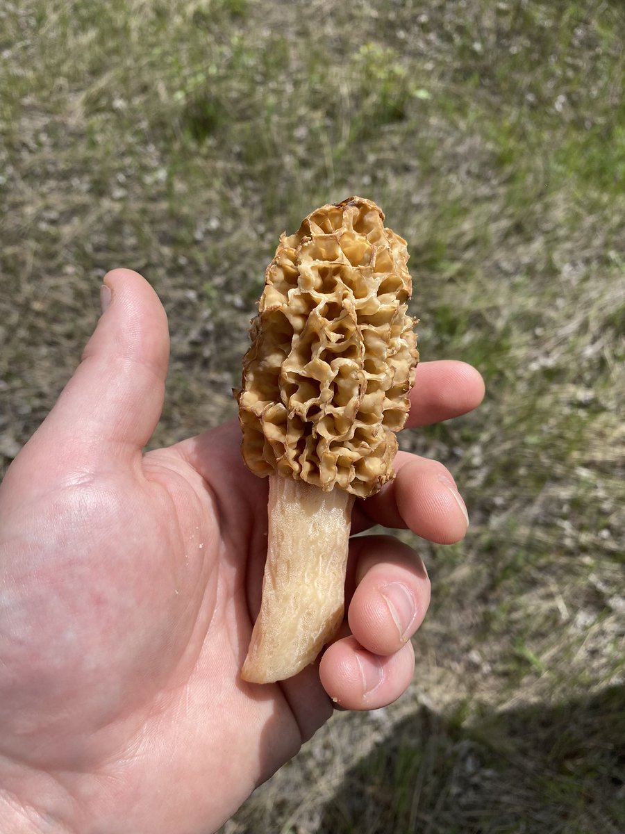 austencam's tweet image. Tis the season to find food in the woods