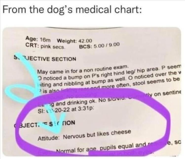 The way this veterinary note captures patient identity better than 90% of human “social histories” and auto-filled exams