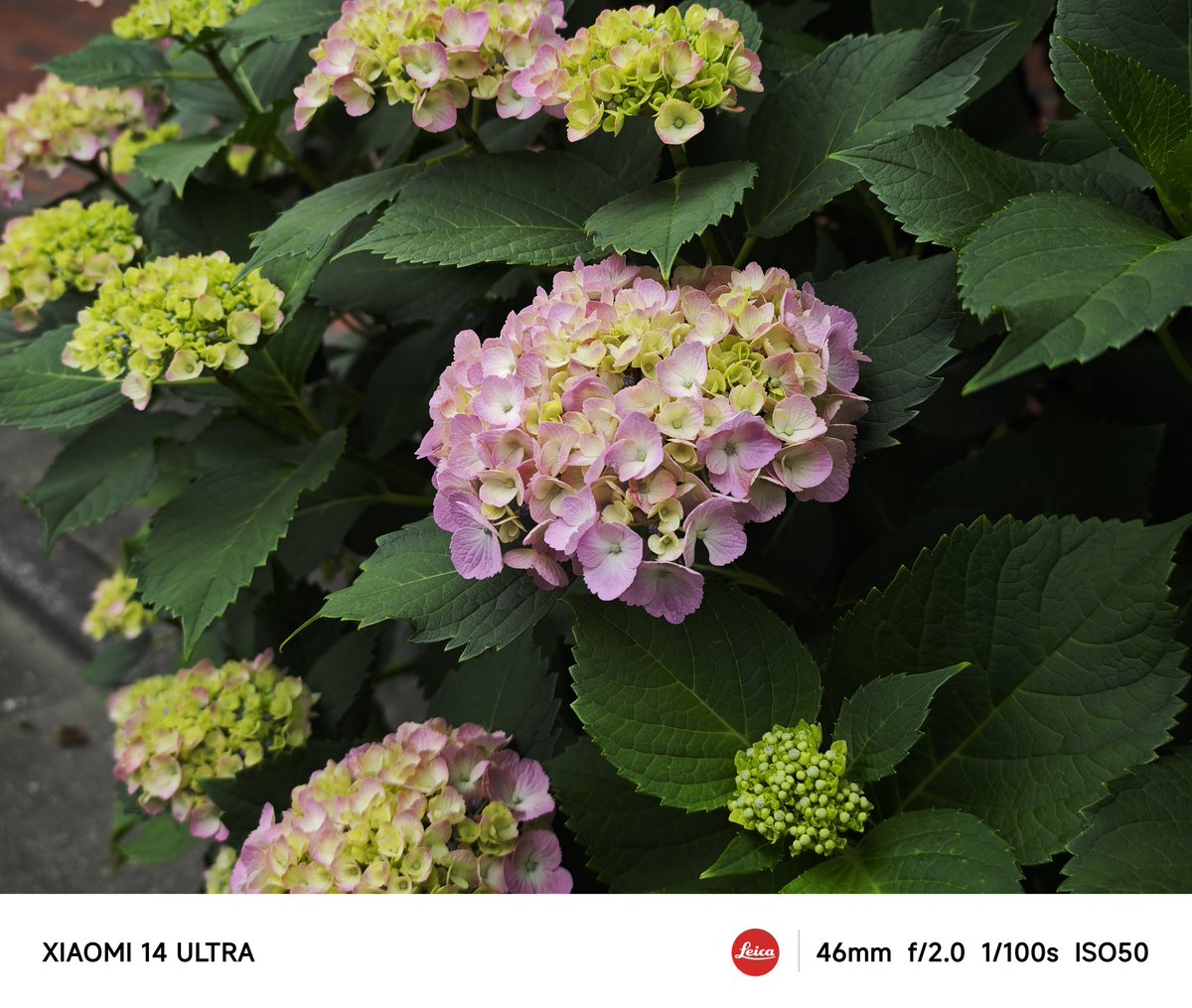 今日も撮影。
「紫陽花が綺麗だったんだ」
なんてセリフが似合うシーンになればなーと🌞

#playApart
#プレアパ
#映画
#自主制作
#xiaomi
#Xiaomi
#Xiaomi14Ultra
#xiaomi14ultra