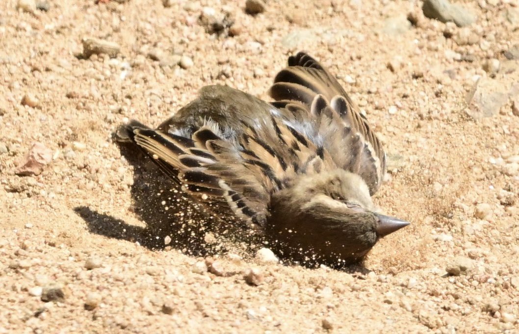 Pardal comú (Passer domesticus). 
#passerdomesticus #passer_domesticus #pardalcomú #pardal_comú #housesparrow #house_sparrow  #gorrióncomún #gorrión_común 
20240526 Sant Gregori.