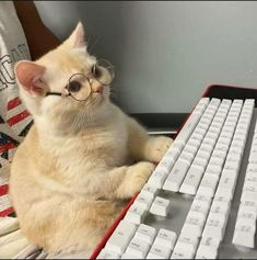 andrewmess_art's tweet image. Hoje, o meu gato sendo gato fez o que os gatos fazem...

deitou-se no teclado abriu o edge e escreveu jjjjjjjjjjjjjjjjj. 

Em sumo ele é o unico utilizador do edge que não o usou para descarregar outro browser.

obrigado e boa noite.