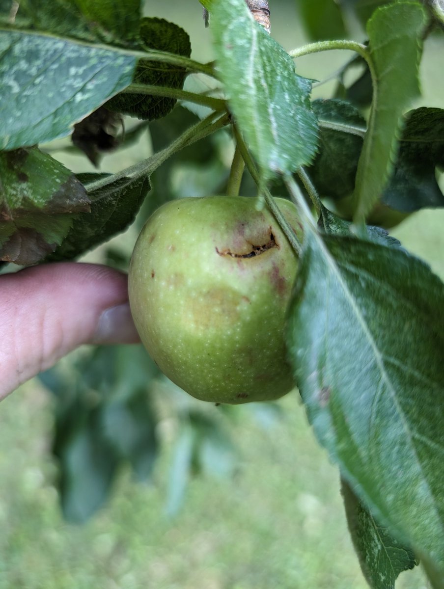 jonchrisdoyle's tweet photo. @ryanvaughan  The apples are starting to show the results of all the hail we have received here in downtown Jonesboro. #arwx https://t.co/0CdreYVGJx
