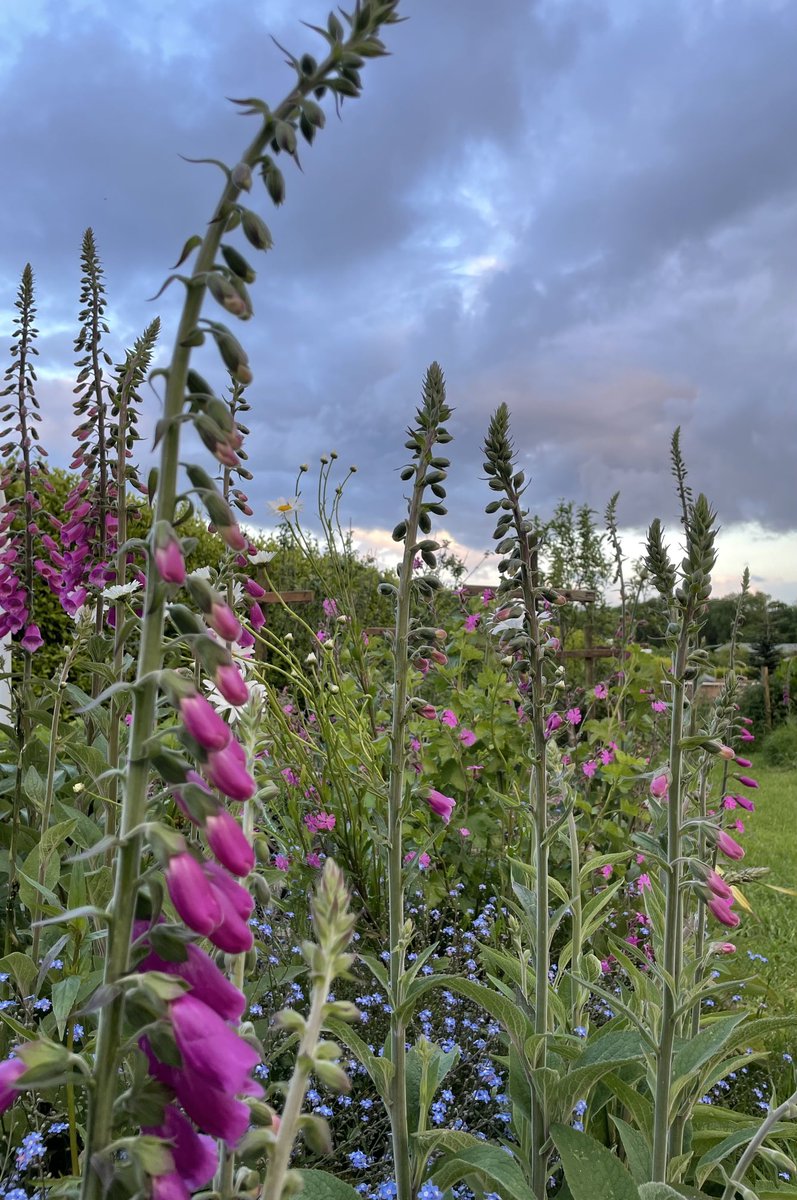 Allotment at dusk