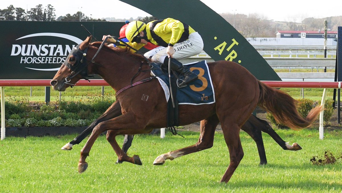 Owner-trainer Dean Wiles paid $2,200 in the 2023 NZB National Online Yearling Sale to buy #SouthernWarrior (NZ) (Belardo), who has become a black-type star in only the second race of his career. 🎉

Saturday’s $100,000 Listed Staphanos at Novara Park Champagne Stakes (1600m) at