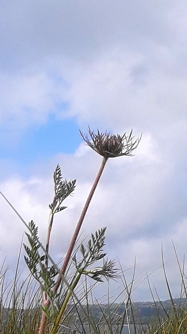 #AlphabetChallenge #weekU Umbellifer (I think @hullsaddler did umbellifer too).