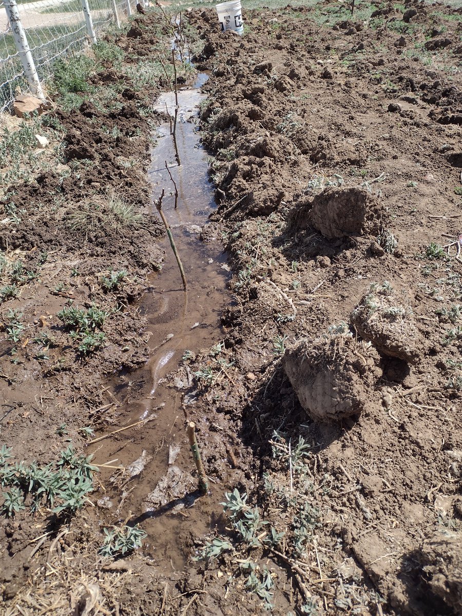 Trying to get in 100 Tempranillo grape vines.