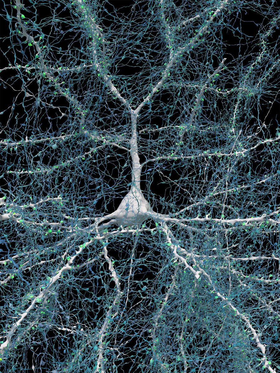 Previously unseen details of human brain structure revealed. Featured image: a single neuron with ~5,600 of the nerve fibers that connect to it. I feel overwhelming awe at nature's complexity and order. nih.gov/news-events/ni…