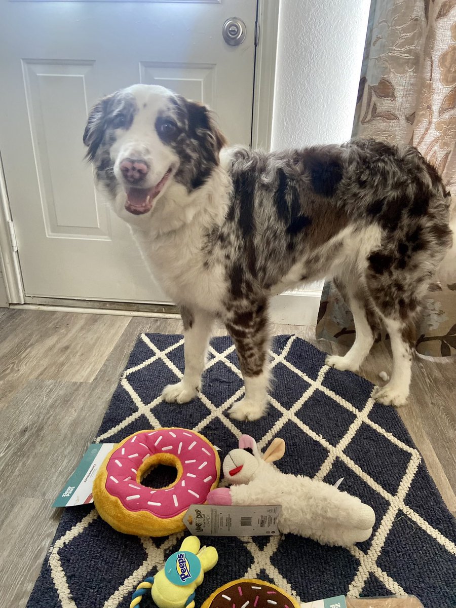 Marvelthedoodle's tweet photo. @Bark_Beyond I love the Lamby 🐑!! https://t.co/OfLwzp16YG
