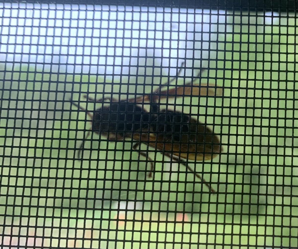 Well crap,  first time I have seen this guy. He is so big he sounds like a humming bird flying. European hornet as big as my thumb in length! Apparently harmless unless you piss them off.