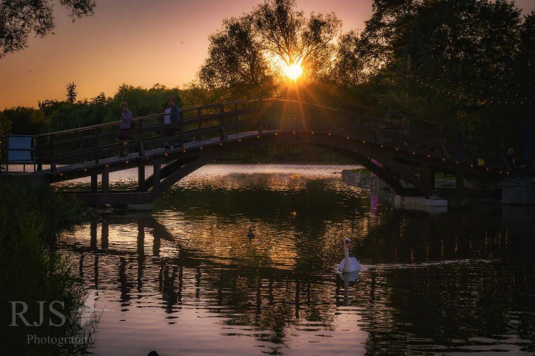 Golden hour in Stratford, a perfect end to the day ☀️🦢

📸 @ rjsbirdphotography /IG