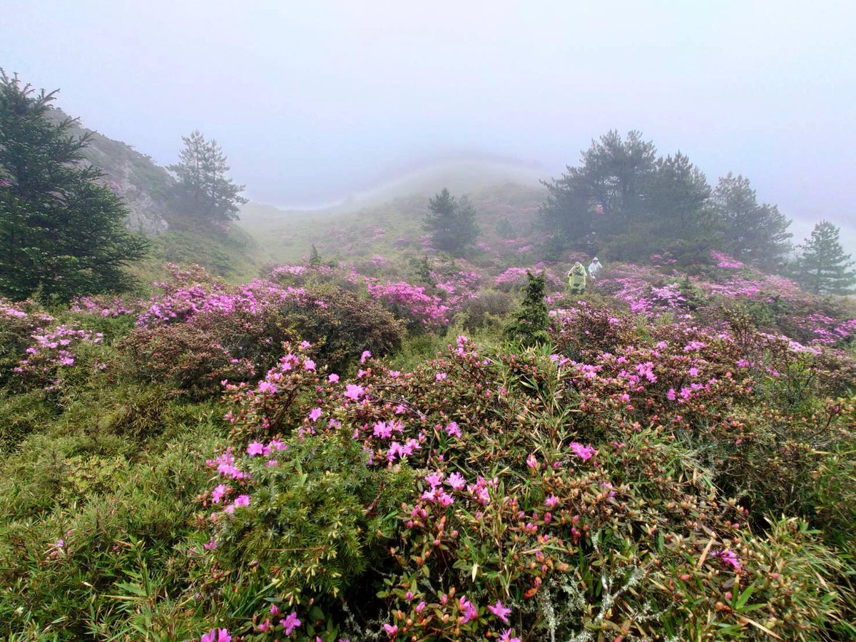 合歓山北峰ではホトトギスの花が咲き、とてもきれいでした。✨
登山、絶景、素晴らしいです。✌