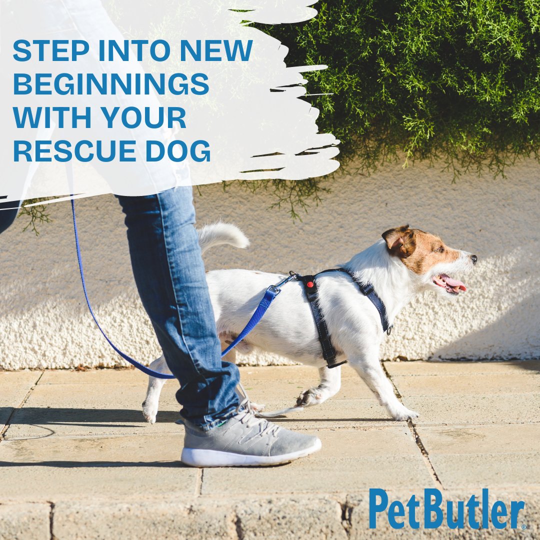 PetButler's tweet image. 🐾 Before taking your new rescue inside, take them on a walk around their new neighborhood. This will help ease them into their new home, set boundaries, and acclimate them to the neighborhood. Here's to new beginnings! 🐕❤️ #RescueDog #DogTraining