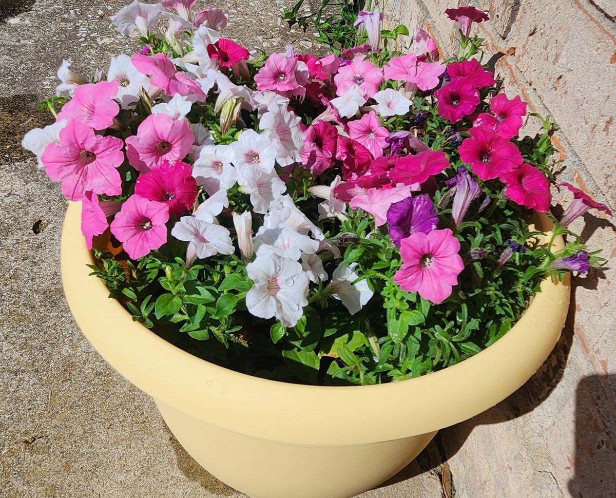 Pink #Flowers I picked up today