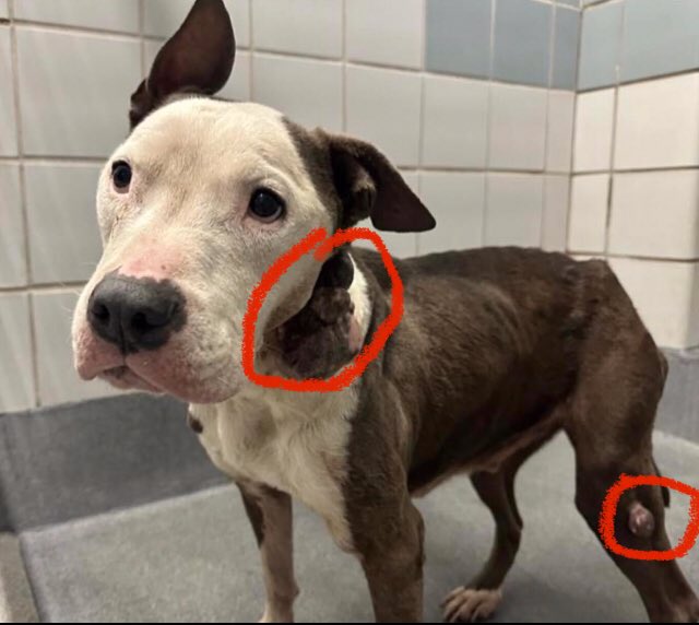 🆘🚨MEDICAL & SENIOR AMSTAFF DOG OTTO 🌠 #A316920 (10yo nM, 50lb, hw-) WITH POSSIBLY TUMORAL MASSES IS BEING KILLED TUESDAY 5.28 BY SAN ANTONIO ACS #TEXAS 🚑‼️ Sweet, friendly, anxious 🚨📝underweight, pendulous irregular mass & smaller mass #Pledge #Foster ☎️2102074738