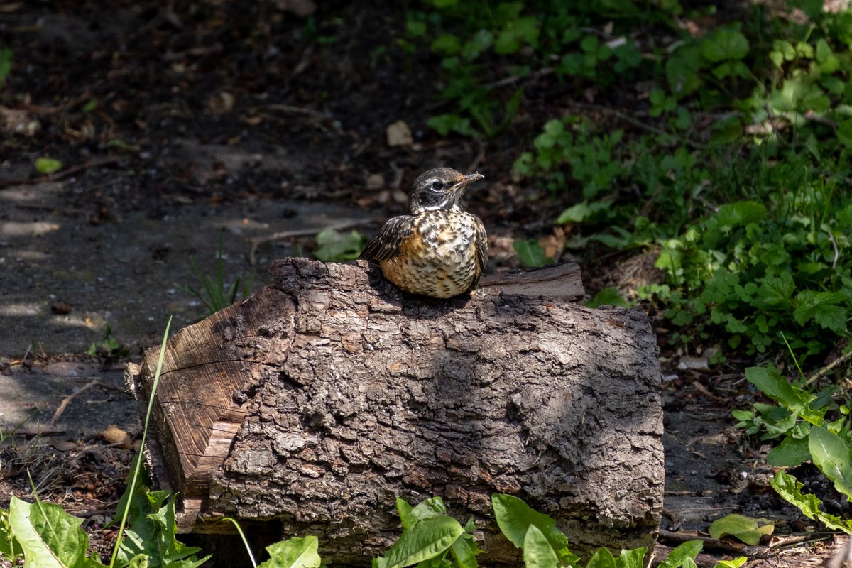 This young robin was borbing on the stump.  What a cutie!  #birds #birding #robins #americanrobin #babybirds #nature #wildlife #photography #birdphotos #photos #sundayfunday