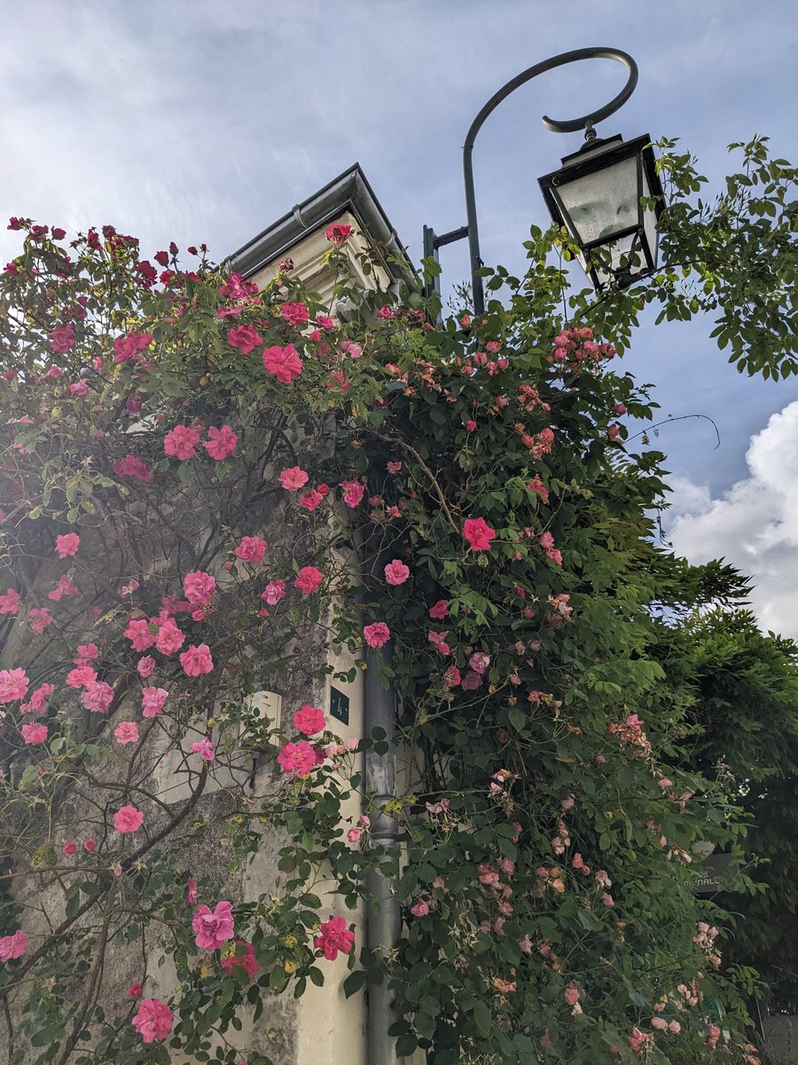 Au nord de Loches, le village de Chédigny, sauvé par son maire dans les années 90 qui décida de végétaliser les rues et d'en éloigner les voitures... C'est le seul village de France à être labellisé 'Jardin remarquable'. Le festival des roses s'y tient tous les ans fin mai 🌹🌹