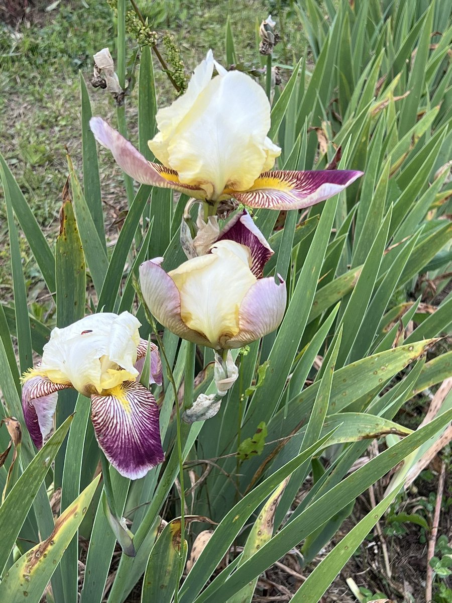 #anirisadayformay this historic iris, Marquita (Cayeux, 1931) is one of our later flowering irises. The flowers masquerade as creamy lotus flowers when they first begin to open but then the lower petals reflex downward revealing the strawberry striations on their upper surface.