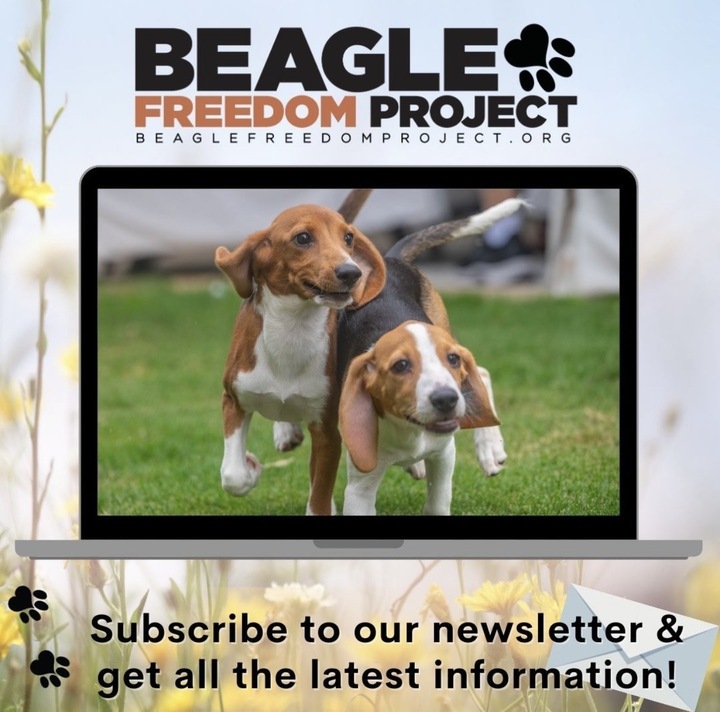 ❤️ Do you want to be the first to hear about upcoming rescues, adoptable animals, fundraisers, and more? ❤️

Join our email list to stay in the know for all things BFP. 💌

👉 Visit bfp.org's home page to input your email and sign up!

#beaglefreedomproject