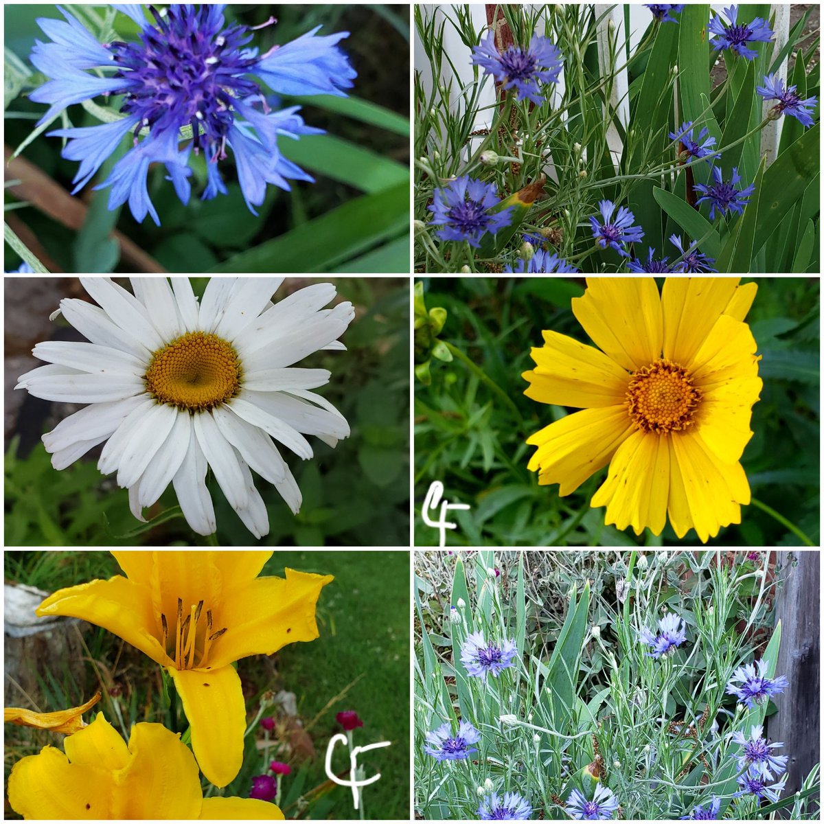 #SixOnSunday #WildflowerHour Loving the blue Bachelors bottons mixed in with daisies, Cosmos, Lillies. #PetalPusher #BackyardBeauties #DailyBlooms #CassieJFoxPhotos 📷  #CazFoxMedia #WhitmireSC #USA #SumterNationalForest #Gardens #Wildflowers