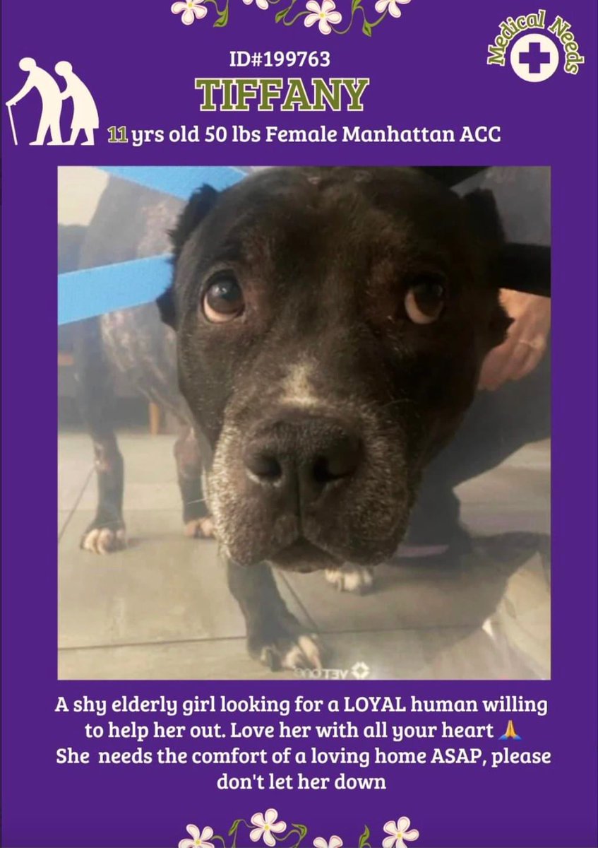 #AdoptMe #FosterMe 🐶 Tiffany 💜 #NYCACC Frens, have you seen Ms. Tiffany? She’s 11yo & needs a comfy retirement 🏡♥️ to spend her golden years! 🙏🏽 Please don’t let her spend her last time in a cold shelter. #FostersSaveLives 🐾nycacc.app/browse/199763🐾 #RescueMe #MemorialDay2024