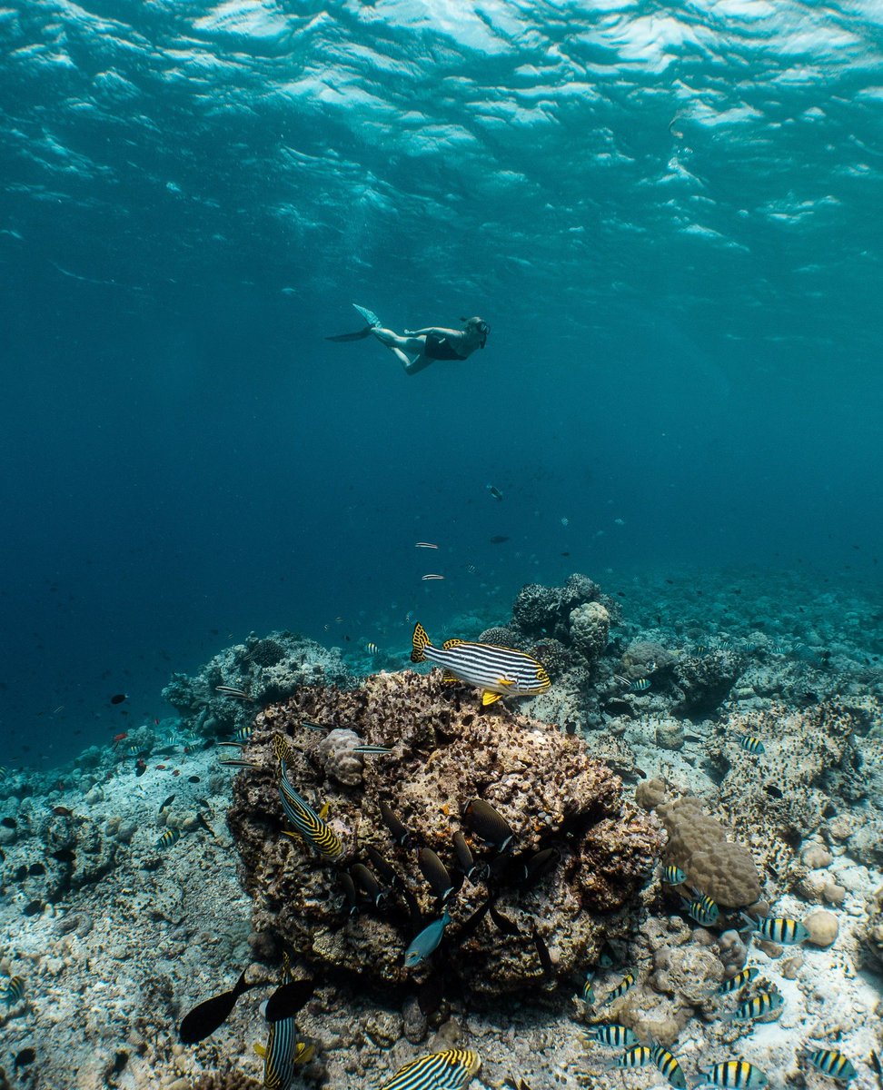 Dive into a world of wonder with snorkelling! 🐠 Feel the thrill as you explore vibrant coral reefs, encountering a kaleidoscope of marine life. 
.⁠
.⁠
.⁠
.⁠
.⁠
#DiveButlerFinolhu #Maldives #Snorkelling