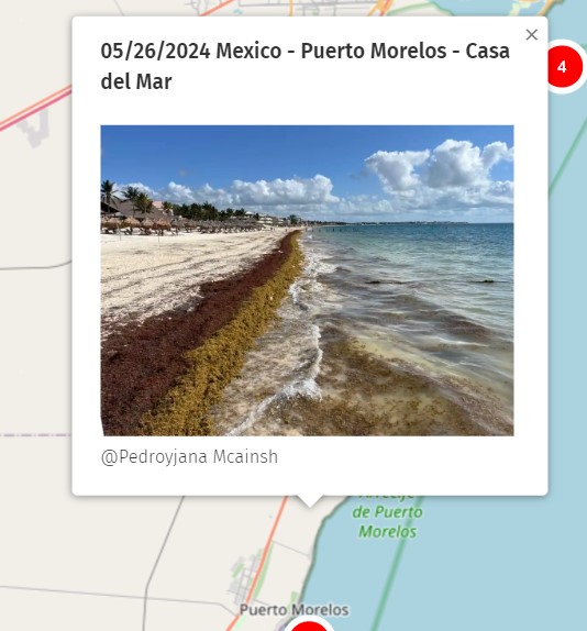 May. 26th 2024 #Mexico #Mexique #PuertoMorelos Check out all the pictures of the day on the map 2024 here : sargassummonitoring.com/en/official-ma… #sargassum #sargasso #sargazo #sargasses #sargassummonitoring #MonitoreodeSargazo #RivieraMaya #CitizenScience #sargassumseaweedupdates