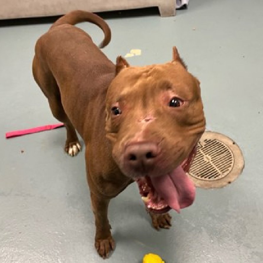 💔Bourbon💔 #NYCACC #199902 2y ▪️Relisted TBK: 5/28💉 Handsome sweetie's💔, recently arrived stray. Well behaved, affectionate, waggy, grt on walks. Adores ppl, gd mtg 🐕‍🦺. Stressed, biting leash, so listed! Needs loving, N.East #Foster DM @notthesameone2 Pls #pledge 💞Bourbon