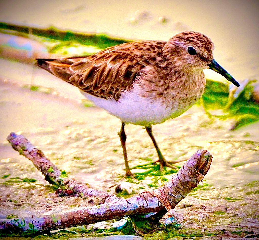 This least sandpiper was foraging along the edges of a pond at the Grissom Memorial Wetlands in Viera, Fla. They mostly eat small crustaceans&insects. Least sandpipers are the world’s smallest shorebirds—weighing only an ounce&measuring 5-6 inches long. (📷: Ken Warren/USFWS)