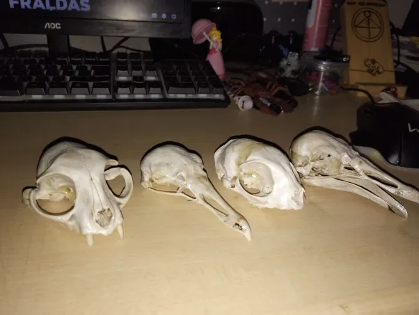 FoxyK756's tweet photo. My beloved collection!
#animalskull https://t.co/0JyueqsbrZ