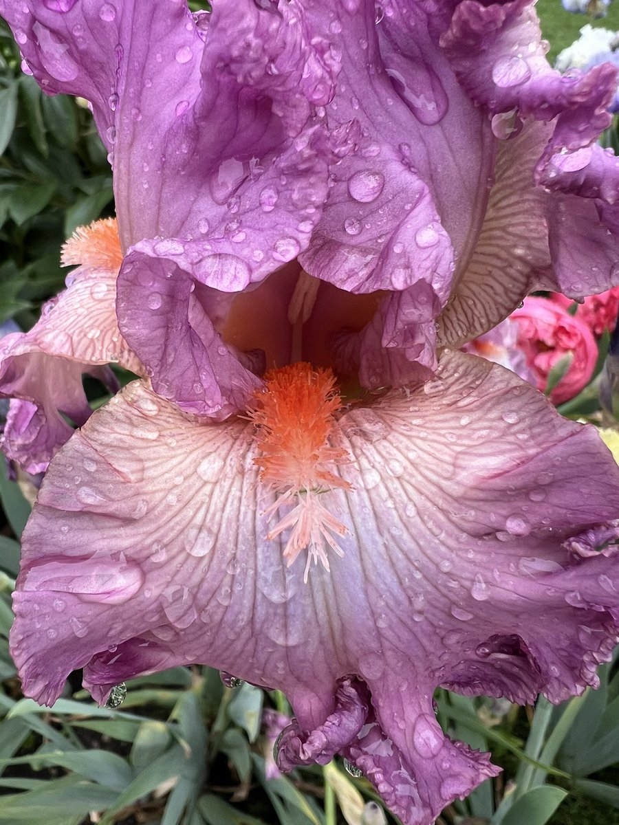 So it’s a cold and rainy day here in the PNW. What better way to spend it than going to the garden, beach and marina!! Unfortunately all the rain kind of ruined the irises that were in bloom, thankfully there’s still lots that haven’t opened yet.
