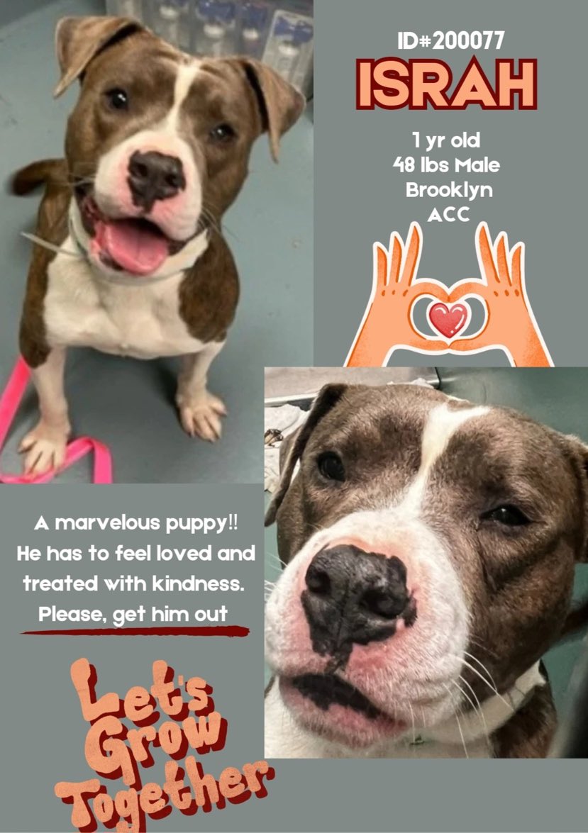 💔Israh💔 #NYCACC #200077 1y ▪️To Be Killed: 5/28💉 Has CIRDC, needs out asap ▪To #Adopt/#Foster: ▪️Pls DM: @notthesameone2 Or ▪Pls Email: nycdogslivesmatter@gmail.com + facebook.com/media/set/?set… ▪Live in N.East ▪No kids under 13 Tysvm 💗Israh