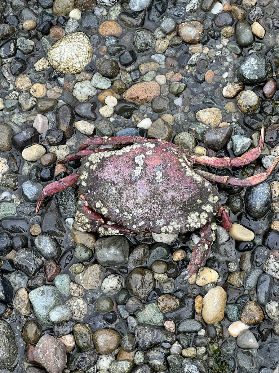 Since its low tide season, I went to the local beach to explore. I forgot my boots so I couldn’t do too much it still saw a few cool starfish, sea cucumbers and other sea monsters!!