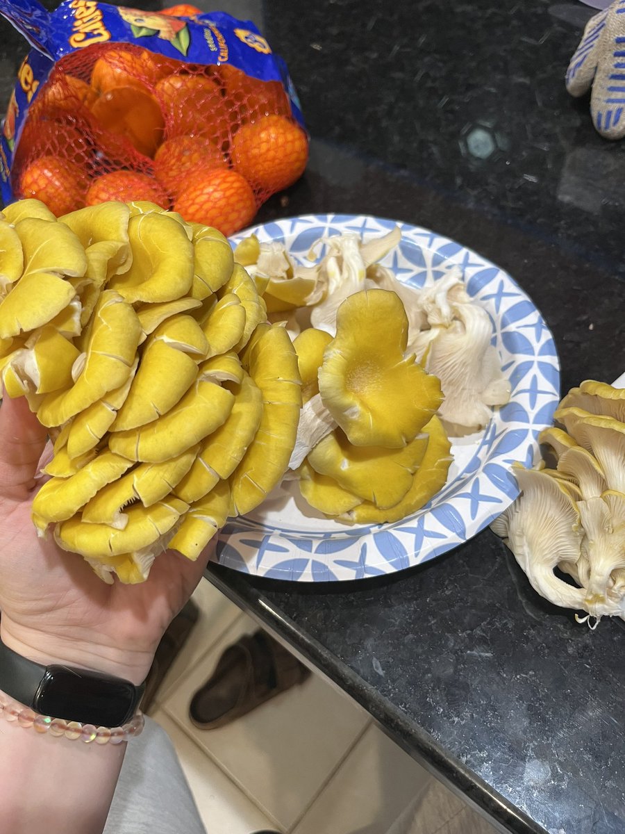 2012hannahsmith's tweet photo. Found a whole bunch of golden oysters on the river! https://t.co/phBzL4tE6d