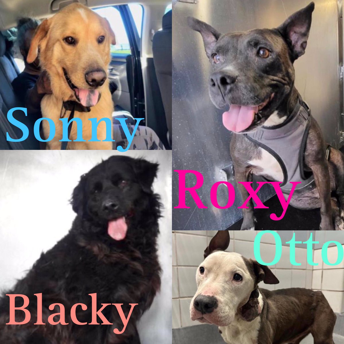 🆘 4 #SENIORDOGS ARE BEING KILLED TUE 5.29 BY SA ACS #TEXAS‼️ 🚑Otto #A316920 10yo nM, 50lb, hw- Blacky #A594122 10yo sF #FlatCoatRetriever, 58lb Sonny #A704318 8yo #GoldenRetriever M, 38lb Owner surrender Roxy #A367587 10yo sF, 45lb, hw- #Foster/#AdoptDontShop ☎️2102074738