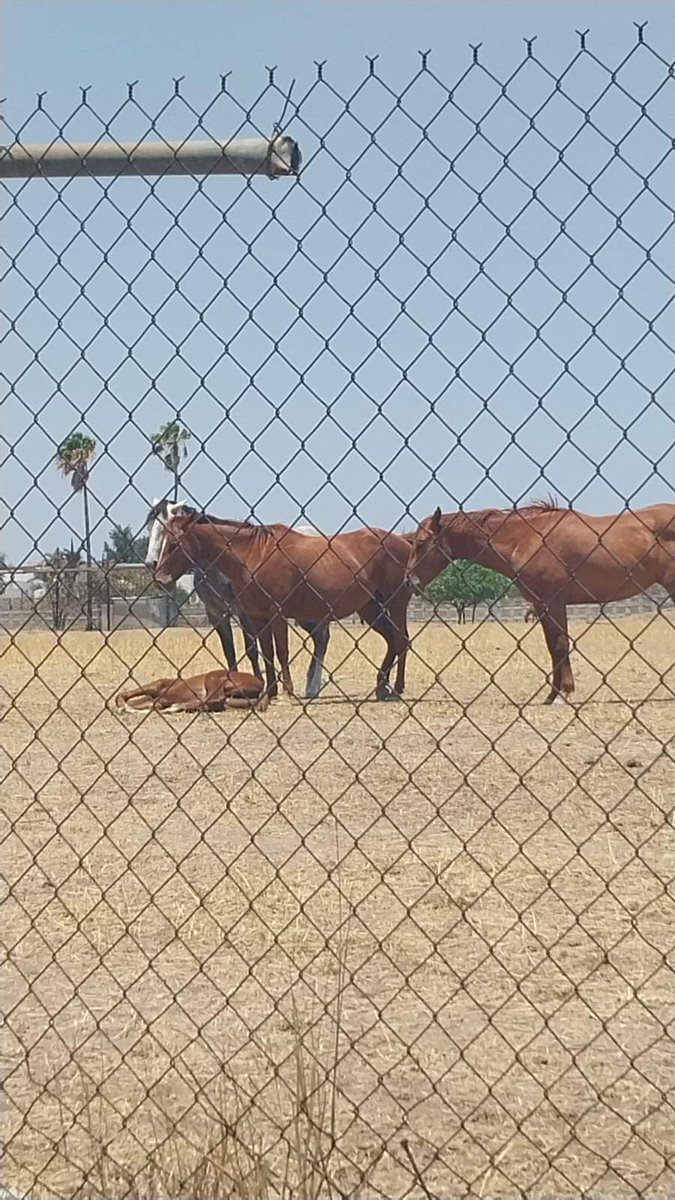Tomado de Facebook de Rita Alvarez
"En Jalisco, frente al Real Center en #Zapopan, tres caballos tratando de darle sombra a un caballito tirado, con más de 35° y no tienen ninguna sombra ni agua. Que mal que estén ahí, favor de reenviar, que se haga viral. Gracias".
#Jalisco