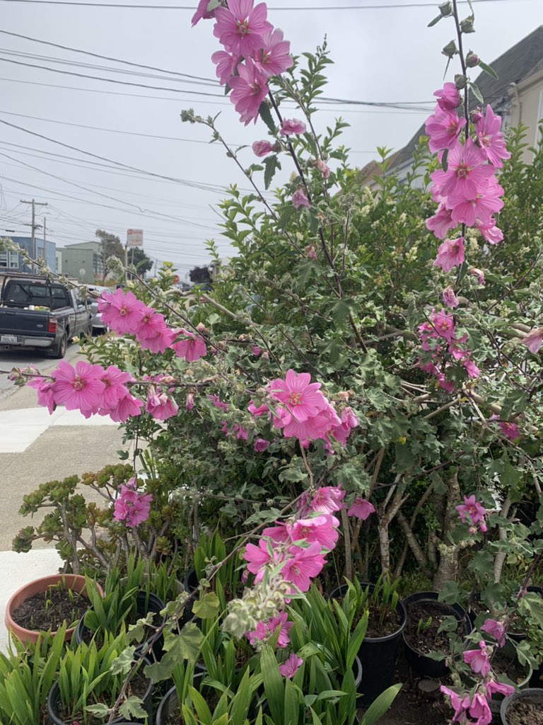 hollyhocks my grandma planted 🌸