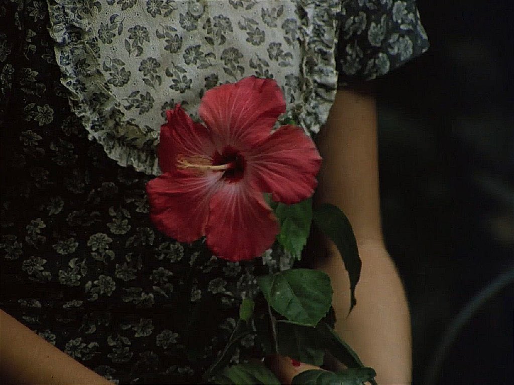 docenevoa's tweet image. a hora da estrela (1985) 
dir. suzana amaral